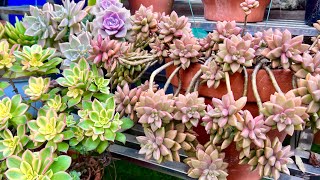 My Succulent Plants During Cold Winter Months [upl. by Bonita]