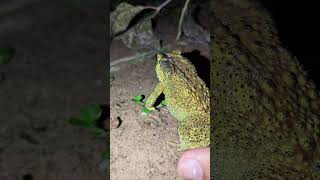 Funny frog frog boing boing funny  funny animal  funny froggy  funny Toad [upl. by Anid36]