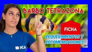 Barbo tetrazona o Barbo tigre🐟  Guía y cuidados  VÍDEO FICHA [upl. by Enyale14]