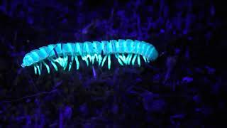 Fluorescent glowing millipedes [upl. by Ycaj444]