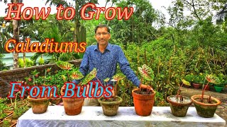 How to grow Caladiums or Angels Wings from its Bulbs or tubers [upl. by Anilemrac973]