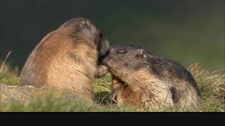 Im Reich der Murmeltiere  Überleben im Hochgebirge [upl. by Iblok457]