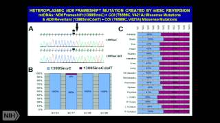 A Mitochondrial Etiology of Metabolic and Degenerative Diseases Cancer and Aging [upl. by Adias]