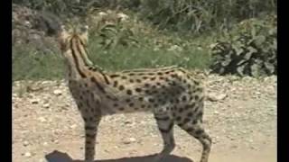 Serengeti Serval Hunting [upl. by Thetisa]