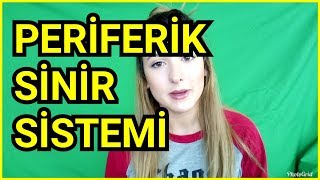 PERİFERİK SİNİR SİSTEMİ  OTONOM SİNİR SİSTEMİ  SEMPATİK  PARASEMPATİK SİNİR SİSTEMİ [upl. by Tireb]