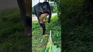 memberi makan gajah sebatang pohon 😯😱 shorts [upl. by Atteyek667]