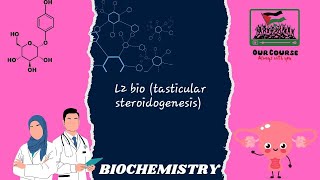 L2 bio tasticular steroidogenesis REBRO42 [upl. by Altaf]