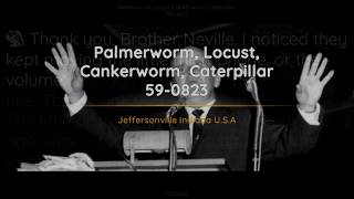 590823 Palmerworm Locust Cankerworm Caterpillar  William Branham [upl. by Leake929]