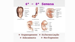 4° a 8° Semana de desenvolvimento Embrionário [upl. by Ninnahc]