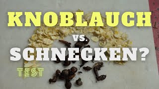 Kann Knoblauch Schnecken abschrecken Im Test [upl. by Rosemari]