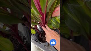 Harlequin Cordyline Goregous Houseplant redbirdgardeninganddesign rightplantrightplaceeverytime [upl. by Irelav]