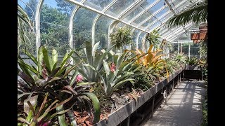 Bromeliad amp Tillandsia Tips TPIE—Part 2 — Plant One On Me — Ep 056 [upl. by Enerual]