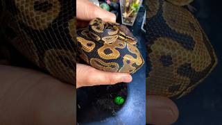 Shipping Snakes molinarosnakelab shippingsnakes python ballpython royalpython reptile shorts [upl. by Demodena]