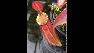 Nepenthes ampullaria x spectabilis x talangensis BE3738 [upl. by Stephan]