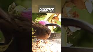 Dunnock [upl. by Ninahs]