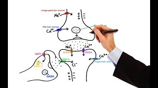 Pharmacology  ANTIEPILEPTIC DRUGS MADE EASY [upl. by Reivazx]