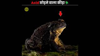 Acid छोड़ने वाला कीड़ा 🪲  Bombardier Beetle  The Fact  shorts ytshorts [upl. by Kotick]