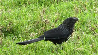 CANTO DEL GARRAPATERO ANÍSMOOTH BILLED ANI Crotophaga ani [upl. by Iba865]