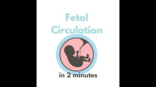 Fetal circulation in 2 mins [upl. by Greenebaum]