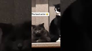 THE OSCAR GOES TO 😽 funnypetschannel funny funnypets funnypetsmoments funnyanimals cat [upl. by Aivilo748]