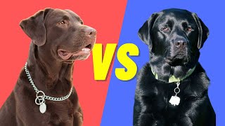 Black Lab Vs Chocolate Lab  Compare and Contrast the popular labs [upl. by Eessej]