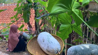 Buah ini seperti telur dinosaurus ☺️  dibuat masakan lezat  Hidup di Desa [upl. by Anyotal]