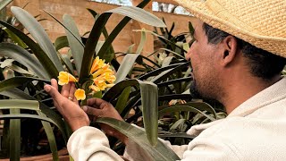 Brent and his Boslelies Clivia miniata x caulescens🪴 [upl. by Schwejda]