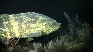 Grouper eats Barracuda Key Largo 121512 [upl. by Lubba]