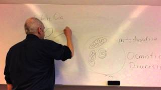 Glucose homeostasis lesson 1 Glucose control and insulin [upl. by Otilopih]