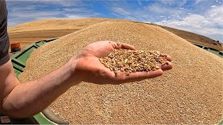 10 Our 2023 Wheat Harvest Got Greened Out  What Are The Different Wheat Grades In Australia [upl. by Yennor]