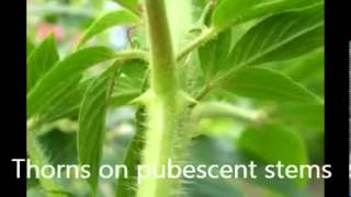 Cleome hasslerana  Spider Flower [upl. by Wyatt334]