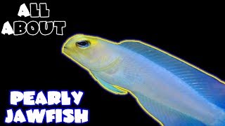 All About The Yellow Head Jawfish or Pearly Jawfish [upl. by Ahseenal]