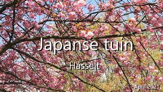 Japanse tuin  Hasselt4k April 2021 [upl. by Einomrah]