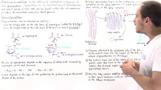 Glycosylation and Glycoproteins [upl. by Aivilo810]