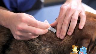 Instructions on applying spot on flea treatment  Manningham Vet Clinic [upl. by Desiree]