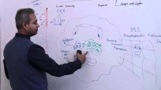 Immunology Neutrophil Lecture 3 Part 18 [upl. by Binette]