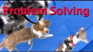 Loose Leash walking  No Pulling Problem Solving [upl. by Karlyn]