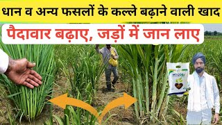 धान के कल्ले व अन्य फसलों के कल्ले बढ़ाने वाली खाद। Mycore fertilizer dhanuka ka [upl. by Manson]