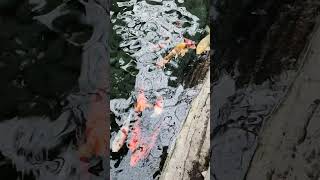 These Colorful Fish in the pond are so relaxing to the eyes  Gaylord Palms Resort Orlando Hotel [upl. by Linzer583]