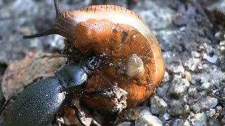 LederlaufkÃ¤fer  Carabus Coriaceus  vs Wegschnecke [upl. by Seuqcaj560]