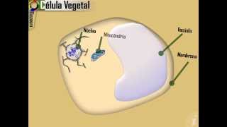 Célula Animal e Vegetal  Projeto Biozoom [upl. by Yennaiv]