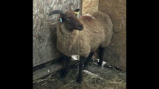 Manx Loaghtan lambs coming to their new home [upl. by Ytsenoh]