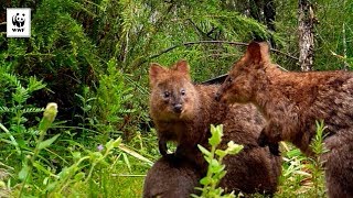 Tiny Quokka Joey Discovered on Sensor Camera  WWFAustralia [upl. by Anniram]