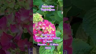 Penny Mac  Hydrangea macrophylla is a flowering plant in the family Hydrangeaceae native to Japan [upl. by Cheshire224]