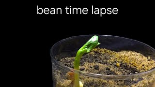 time lapse bean growing in soil for 25 days [upl. by Enia]