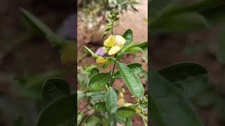 Java milkwortകൊടശ്ശരിPolygala javanaPolygalaceae [upl. by Eartha]