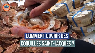 Comment décortiquer des coquilles SaintJacques blanches  2 astuces de poissonnier [upl. by Sell]