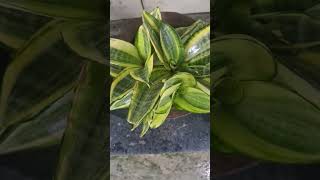 Sansevieria Trifaciata Hahnii Golden Plant 🪴 nature snakeplant [upl. by Zadack]