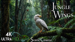 Tropical Forest Birds  Life Of Birds In Rainforest  Scenic Cinema With Birds amp Jungle Sounds [upl. by Friede]