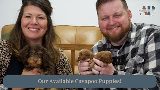 Our Available Cavapoo Puppies [upl. by Iclehc316]